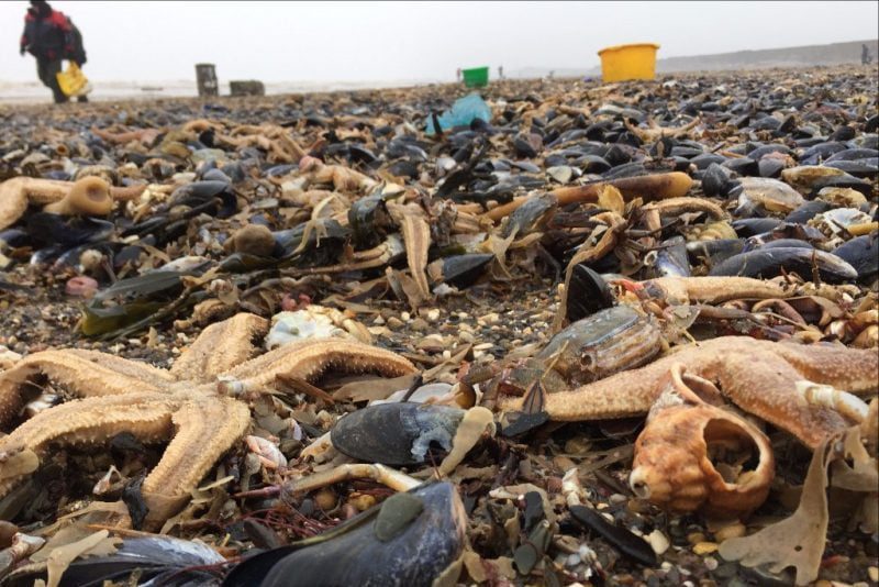 Volunteers wanted to help clean up debris and litter on the beach at ...