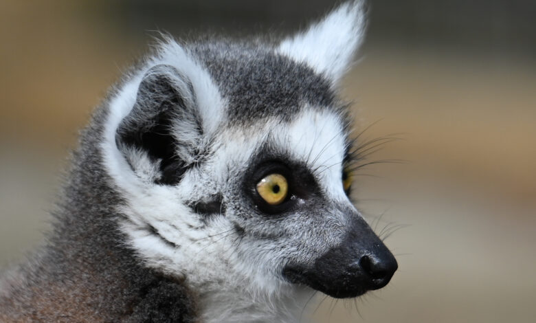 Meet the rare new arrival at Bridlington Animal Park - The Wolds Weekly ...