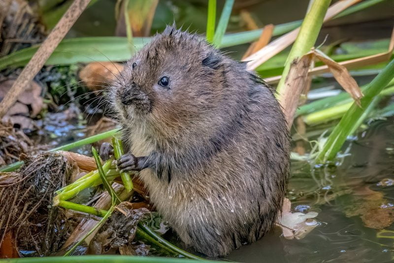 water-vole-genome-will-help-boost-conservation-of-one-of-uk-s-most