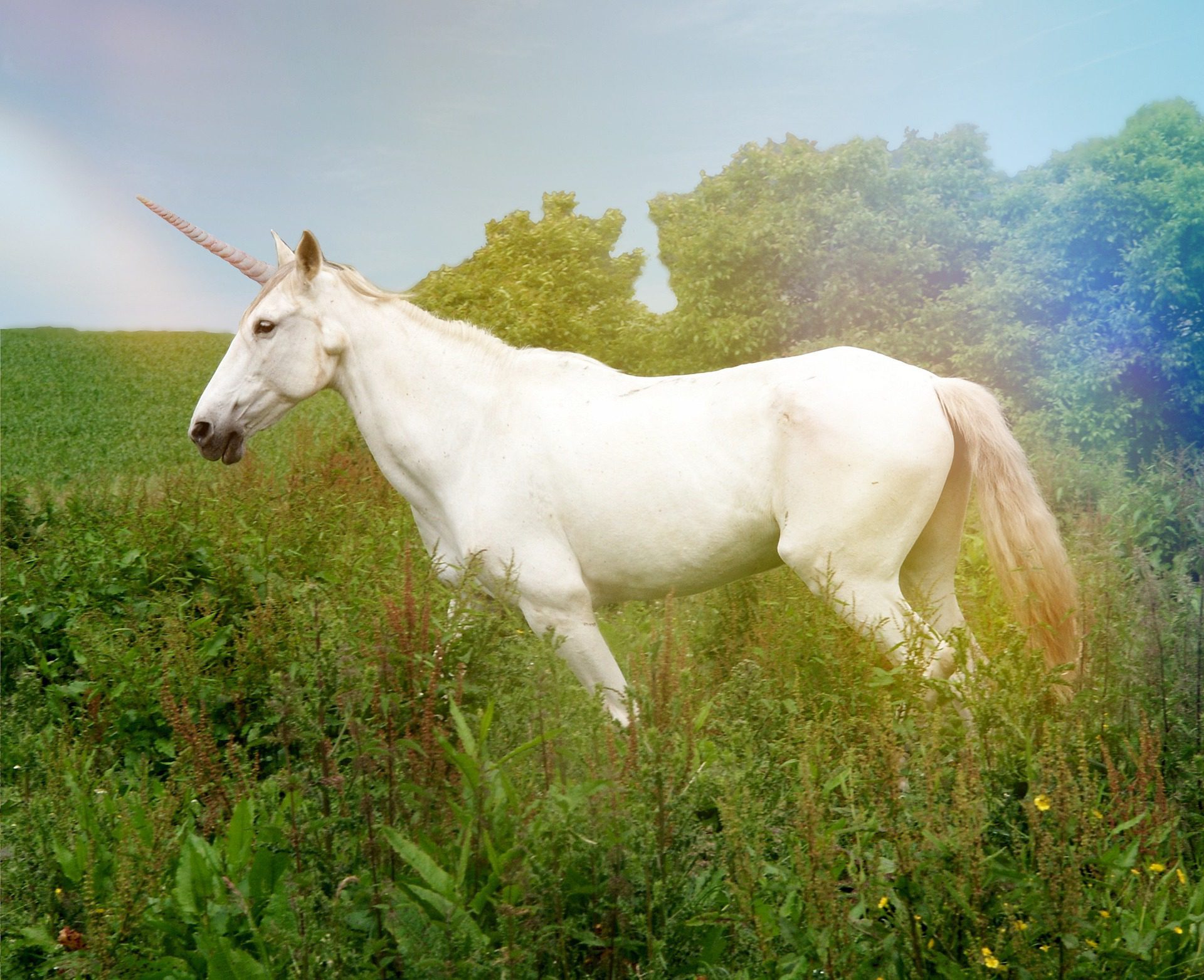 Unicorn festival to make Elsie’s dream come true The Wolds Weekly