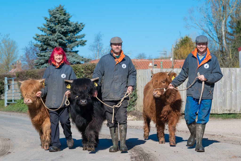 Sponsor A Highland Cow, Dumble Farm