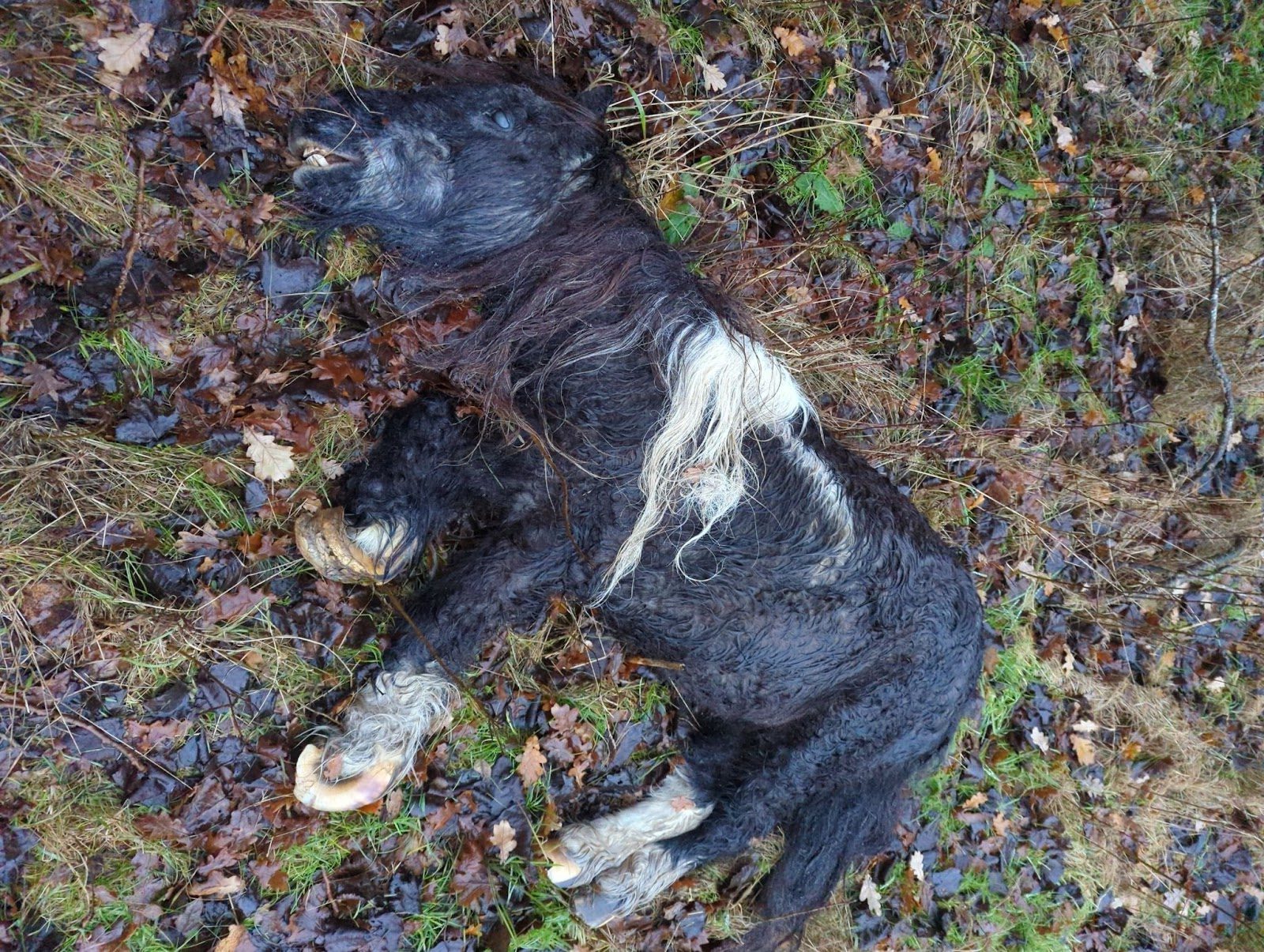 Appeal after emaciated pony found abandoned in East Riding field 