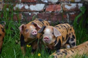 101429621_2980141278744017_3721385885476847616_o