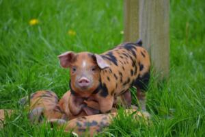 101454734_2980141165410695_5460833750432612352_n