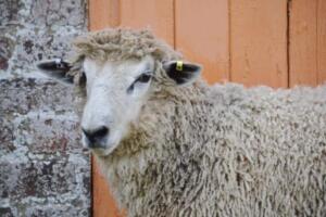 101541147_2980141288744016_890454927866855424_o